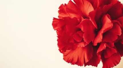 Fototapete - A vibrant red carnation against a soft buttercream background, close-up shot, Minimalist style