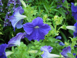 Wall Mural - Close-up of a purple Petunia blooming in a garden. Petunia x hybrida hort. Vilm–Andr. A short-lived flowering plant family: Solanaceae. The single flowers appear white in center. Purple trumpet flower