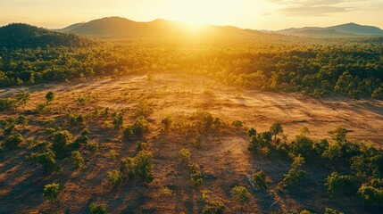 Wall Mural - Golden Hour Light Over Forest Clearing Landscape