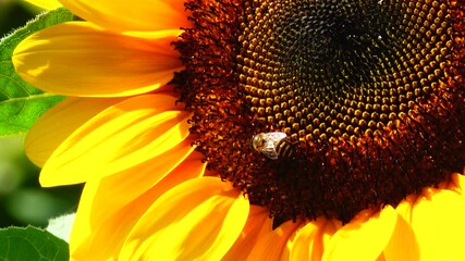 Wall Mural - Bee working and gathering pollen from sunflower in field. Field of sunflowers. Sunflower swaying in the wind