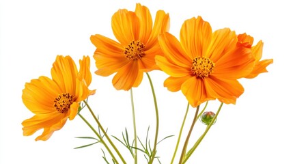 a close-up of a bunch of orange cosmos flowers with slender stems, isolated white background, classi
