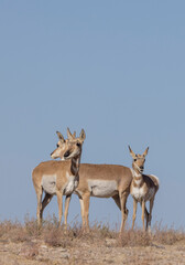 Wall Mural - pronghorn antelope does in the utah desert in autumn