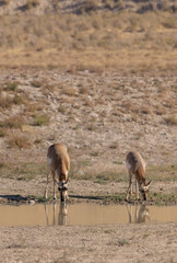 Wall Mural - pronghorn antelope does in the utah desert in autumn