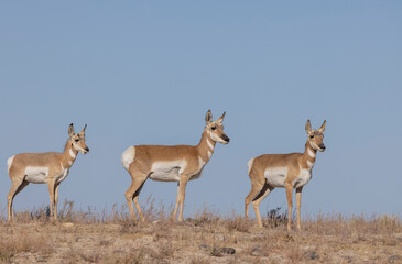Wall Mural - pronghorn antelope does in the utah desert in autumn