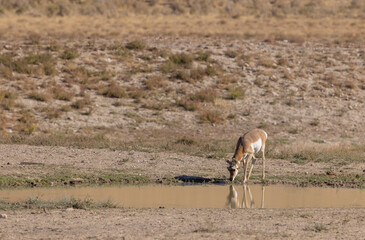 Wall Mural - pronghorn antelope doe in the utah desert in autumn