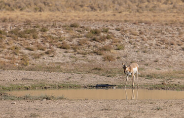 Wall Mural - pronghorn antelope doe in the utah desert in autumn