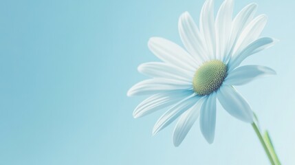 Poster - A serene sky blue daisy against a soft sky blue background, close-up shot, Minimalist style