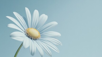 Poster - A serene sky blue daisy against a soft sky blue background, close-up shot, Minimalist style