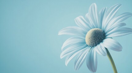 Poster - A serene sky blue daisy against a soft sky blue background, close-up shot, Minimalist style