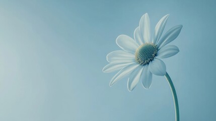 Poster - A serene sky blue daisy against a soft sky blue background, close-up shot, Minimalist style