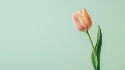 Poster - A single tulip set against a pastel green background, close-up shot, Minimalist style