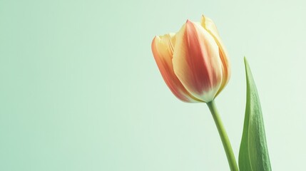 Poster - A single tulip set against a pastel green background, close-up shot, Minimalist style