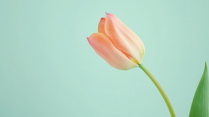 Poster - A single tulip set against a pastel green background, close-up shot, Minimalist style