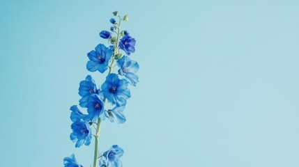 Poster - A vibrant blue delphinium against a soft sky blue background, close-up shot, Minimalist style
