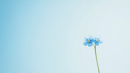Poster - A vibrant blue forget-me-not against a soft sky blue background, close-up shot, Minimalist style