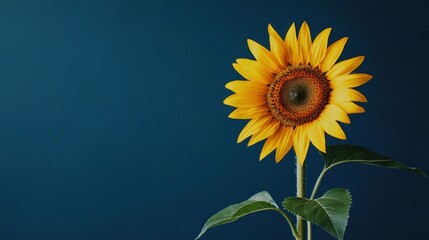 Poster - A vibrant yellow sunflower set against a deep blue background, close-up shot, Minimalist style