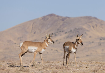Wall Mural - buck and doe proinghorn antelope in autumn in the utah desert