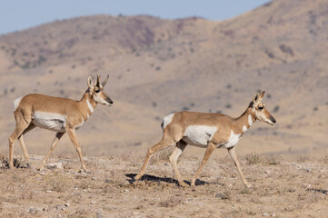 Wall Mural - buck and doe proinghorn antelope in autumn in the utah desert