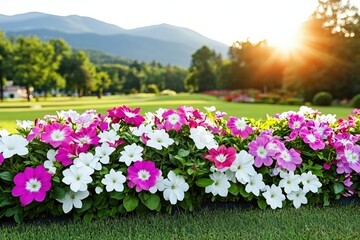 Vibrant Garden Flowers Bathed in Sunrise Light with Mountain Background in View