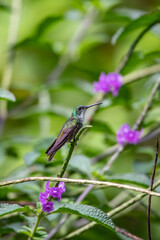 Wall Mural - hummingbird(trochilidae)flying gems ecuador costa rica panama