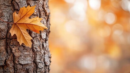 Sticker - Maple tree abstract background concept. Close-up of a golden leaf on a textured tree bark with a blurred autumn background.