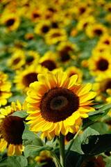 Wall Mural - Golden sunflowers blooming in the sun