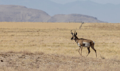 Wall Mural - pronghorn antelope buck in the utah desert in autumn