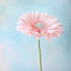 Canvas Print - Single pale pink gerbera daisy on light blue background.