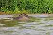 © Brian Scantlebury - South American tapir swimming across river
