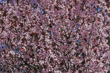 Wall Mural - Full blooming tree in springtime