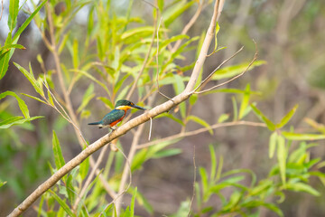 Wall Mural - Colourful pygmy kingfisher among willow tree foliage