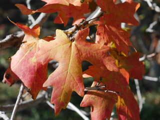 leaves of bigtooth maple tree in early autumn,colorado
