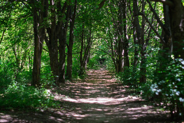 Wall Mural - Forest path surrounded by lush greenery in a tranquil natural setting