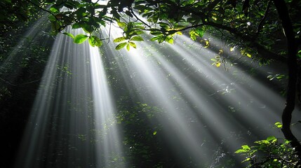 Canvas Print - Sunbeams illuminating lush green rainforest canopy.