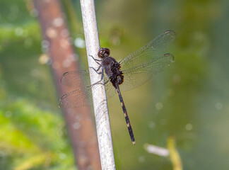 Wall Mural - Pin-tailed Pondhawk