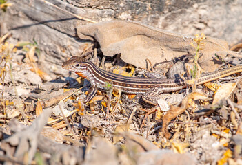 Wall Mural - Common Spotted Whiptail Lizard
