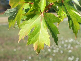 leaves of autumn blaze maple tree in summer, colorado