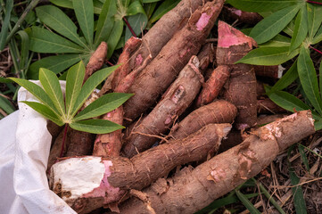 Tuberous roots of Cassava after harvest. Cassava is a root vegetable that contains vitamin C and copper.