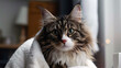 © evgenia_lo - A Norwegian Forest cat is gently dried with a towel in soft, serene natural light