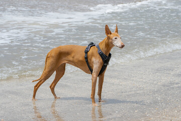 perro en la playa