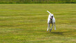 © Antonina - Happy goofy greyhound dog running through green grass lawn funny silly happy