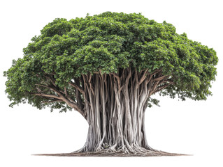 Banyan tree isolate on white background