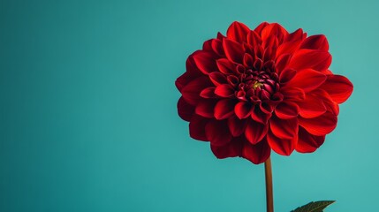 Poster - A bold red dahlia against a muted teal background, close-up shot, Minimalist style