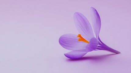 Poster - A delicate violet crocus flower with slender, upright petals, on a serene violet background