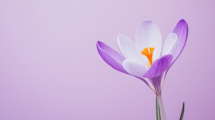 Poster - A delicate violet crocus flower with slender, upright petals, on a serene violet background