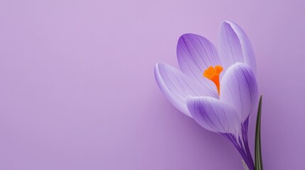 Poster - A delicate violet crocus flower with slender, upright petals, on a serene violet background