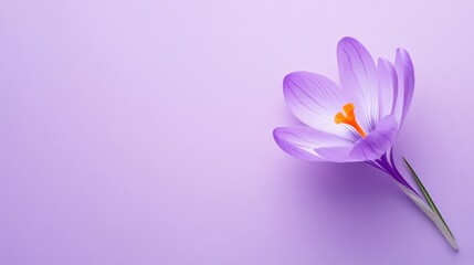 Poster - A delicate violet crocus flower with slender, upright petals, on a serene violet background