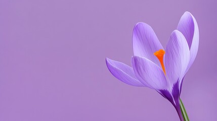 Poster - A delicate violet crocus flower with slender, upright petals, on a serene violet background