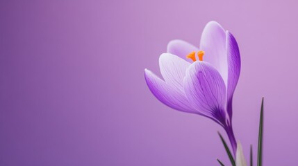 Poster - A delicate violet crocus flower with slender, upright petals, on a serene violet background