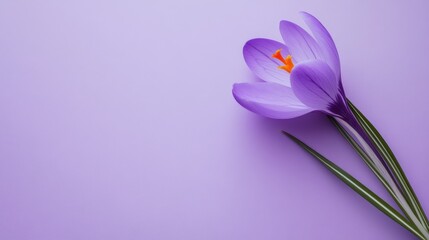 Poster - A delicate violet crocus flower with slender, upright petals, on a serene violet background